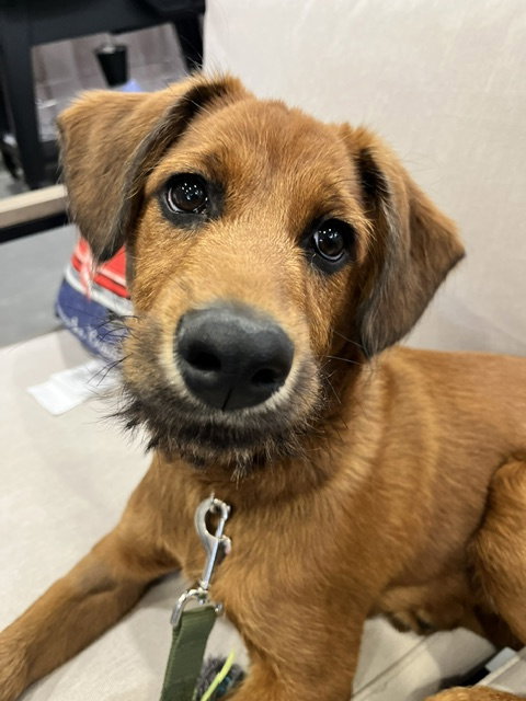 Fenton, an adoptable Border Collie in Sandy, UT