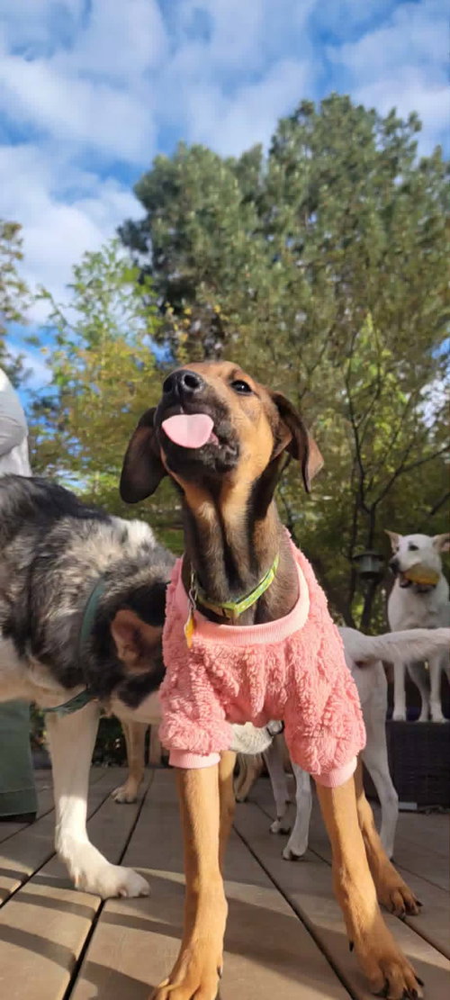 Roscoe P Coaltrain, an adoptable Doberman Pinscher in Sandy, UT