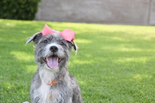 Momma gray, an adoptable Terrier in Sandy, UT