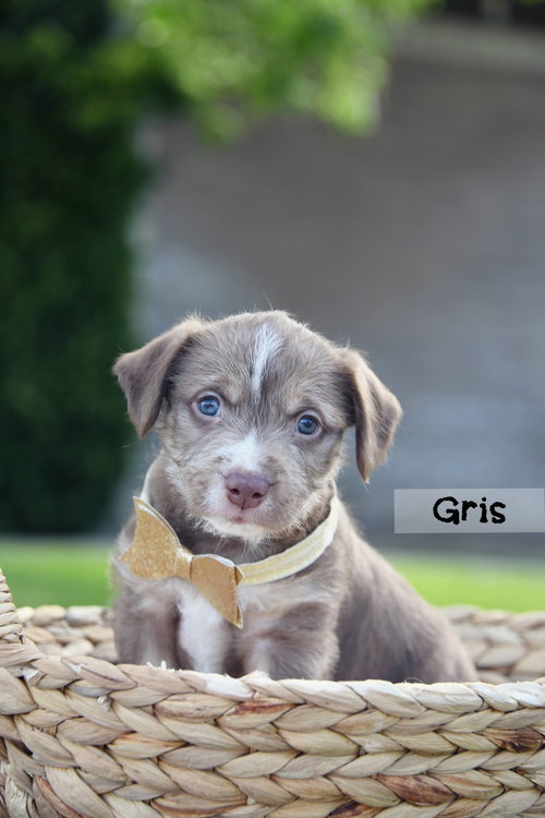 Gris photo 3