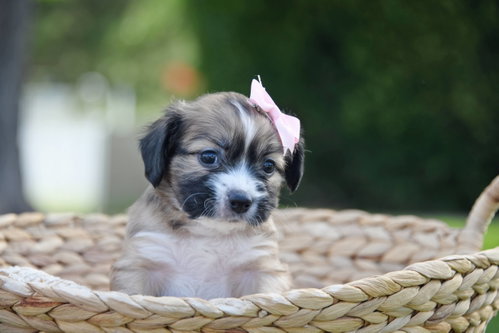 Grise, an adoptable Terrier in Sandy, UT