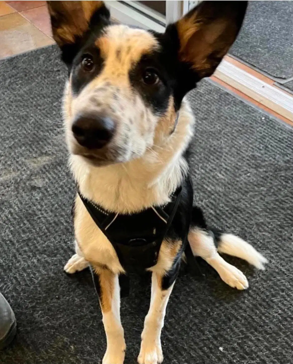 Zipp - Cattle Dog