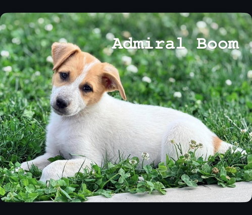 Admiral Boom