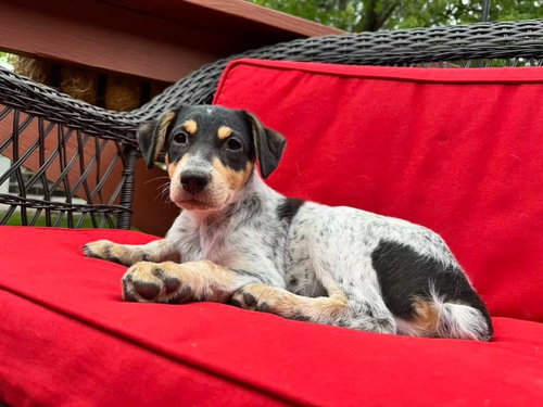 Chim Chim, an adoptable Cattle Dog in Sandy, UT