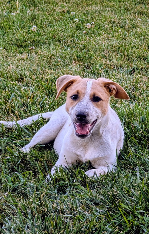 Mr. Banks, an adoptable Cattle Dog in Sandy, UT