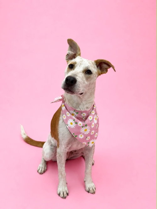 Paityn, an adoptable Cattle Dog in Sandy, UT