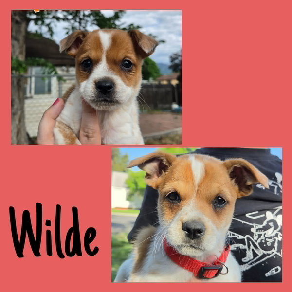 Wilde