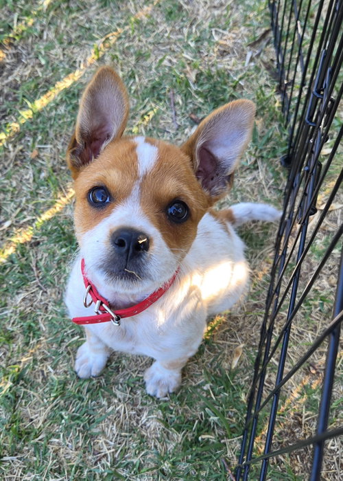 Wilde, an adoptable Cairn Terrier in Sandy, UT