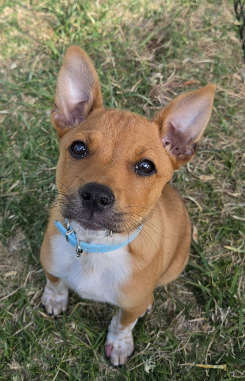 Toulouse, an adoptable Cairn Terrier in Sandy, UT
