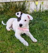 Dottie Pearl