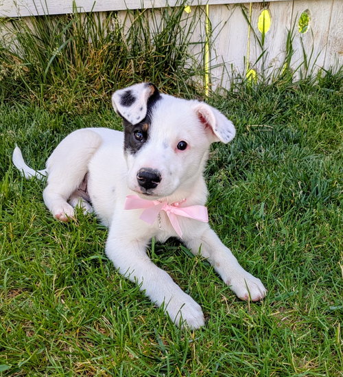 Dottie Pearl
