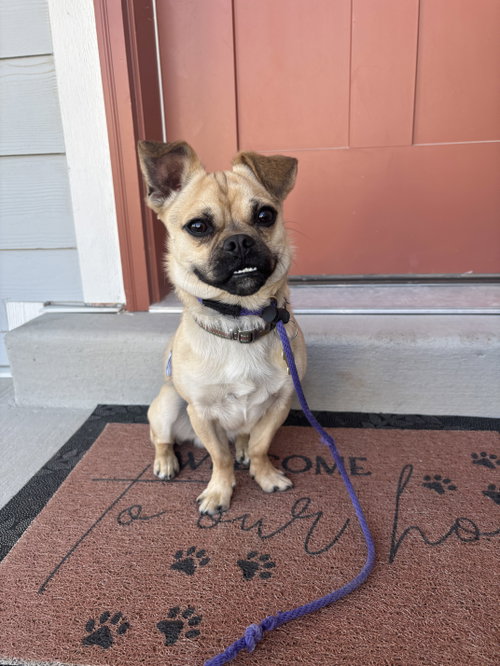Koby Teeth