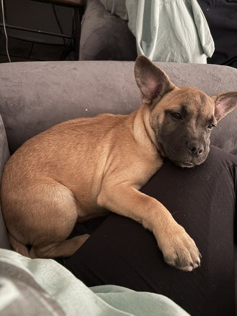 BeeNee, an adoptable Shepherd in Sandy, UT