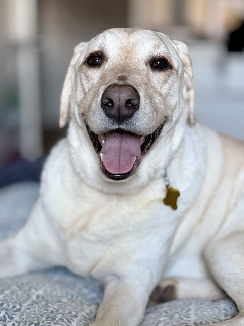 Happy Hank photo 4