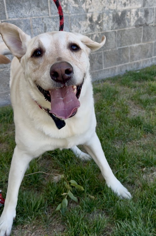Happy Hank photo 5