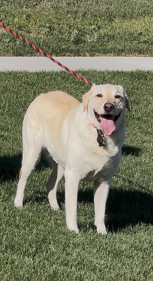 Happy Hank photo 8