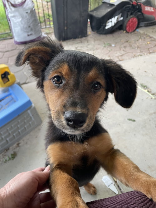 Miss Trix, an adoptable Shepherd in Sandy, UT