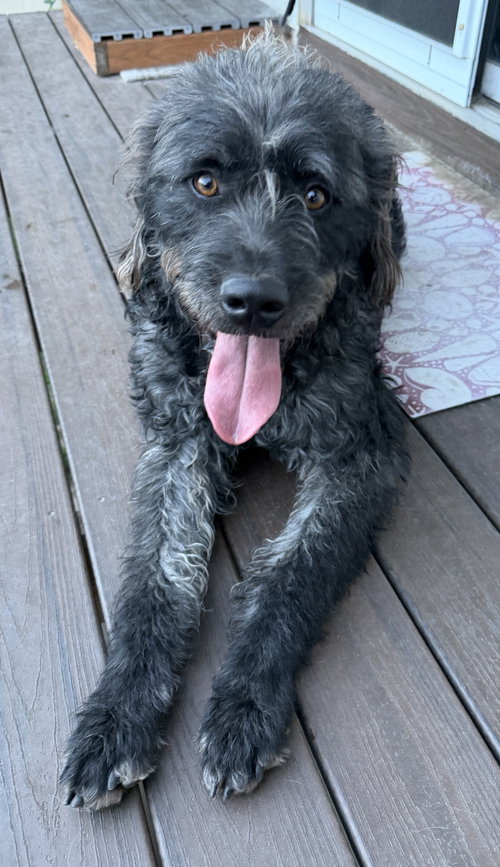 Desmond McDoodle