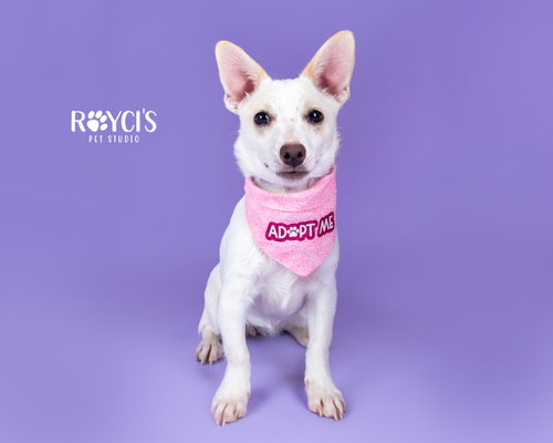 Angelina Ballerina