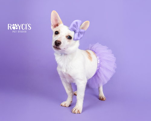 Angelina Ballerina photo 2