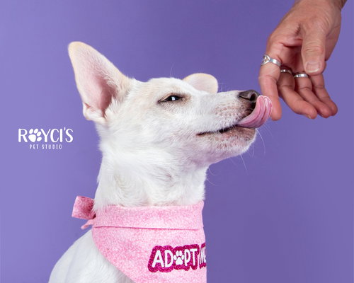 Angelina Ballerina photo 3
