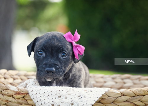 Grau, an adoptable Terrier in Sandy, UT