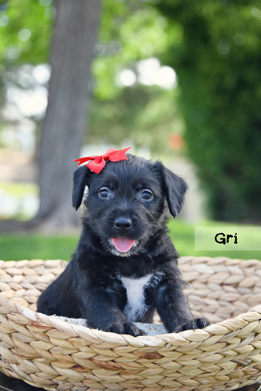 Gri