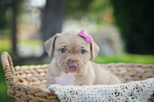 Grijs, an adoptable Terrier in Sandy, UT