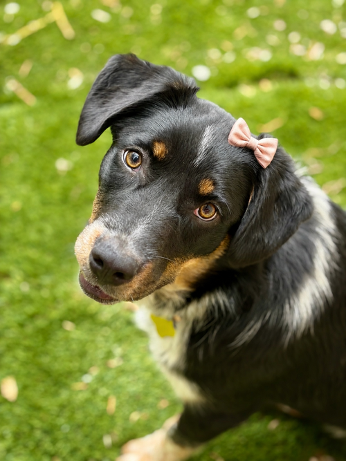 Harlow, an adoptable Australian Shepherd in Sandy, UT