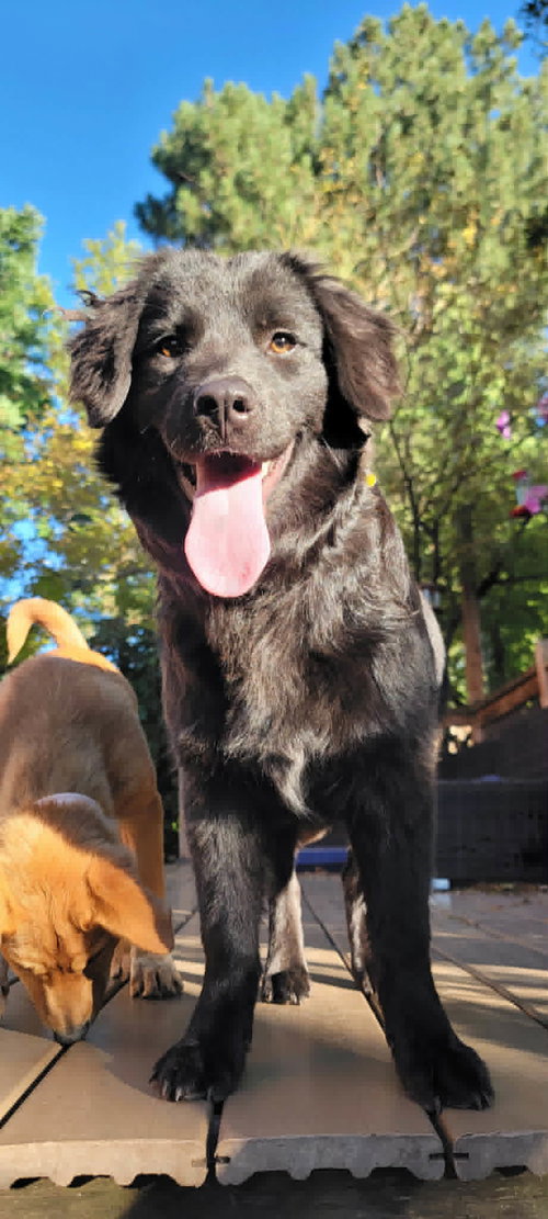 Basill, an adoptable Australian Shepherd in Sandy, UT