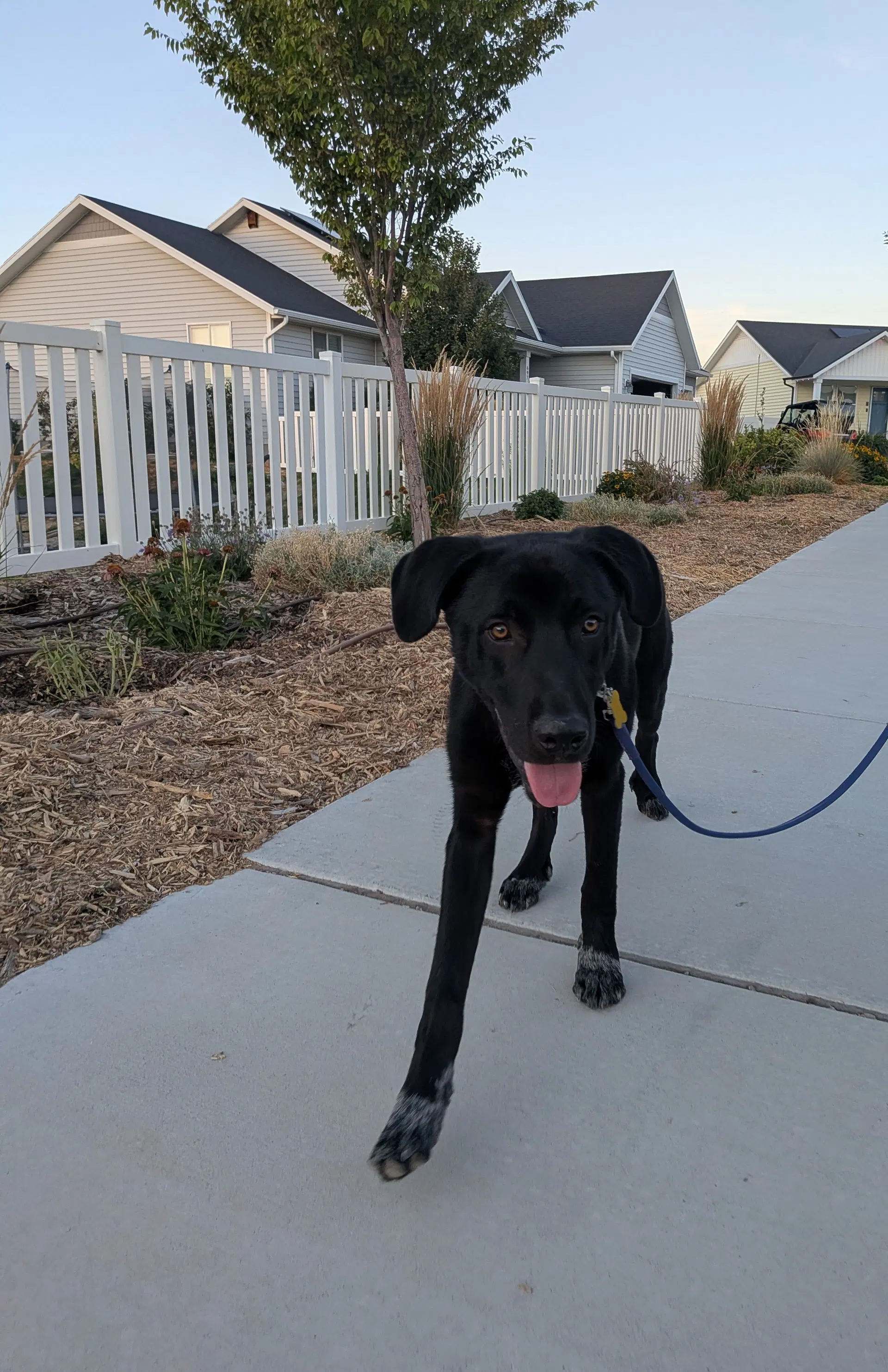 All American Kai - Labrador Retriever