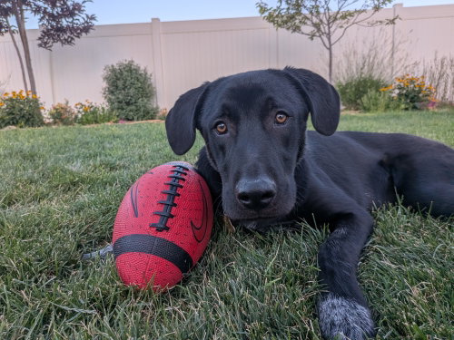 All American Kai photo 2