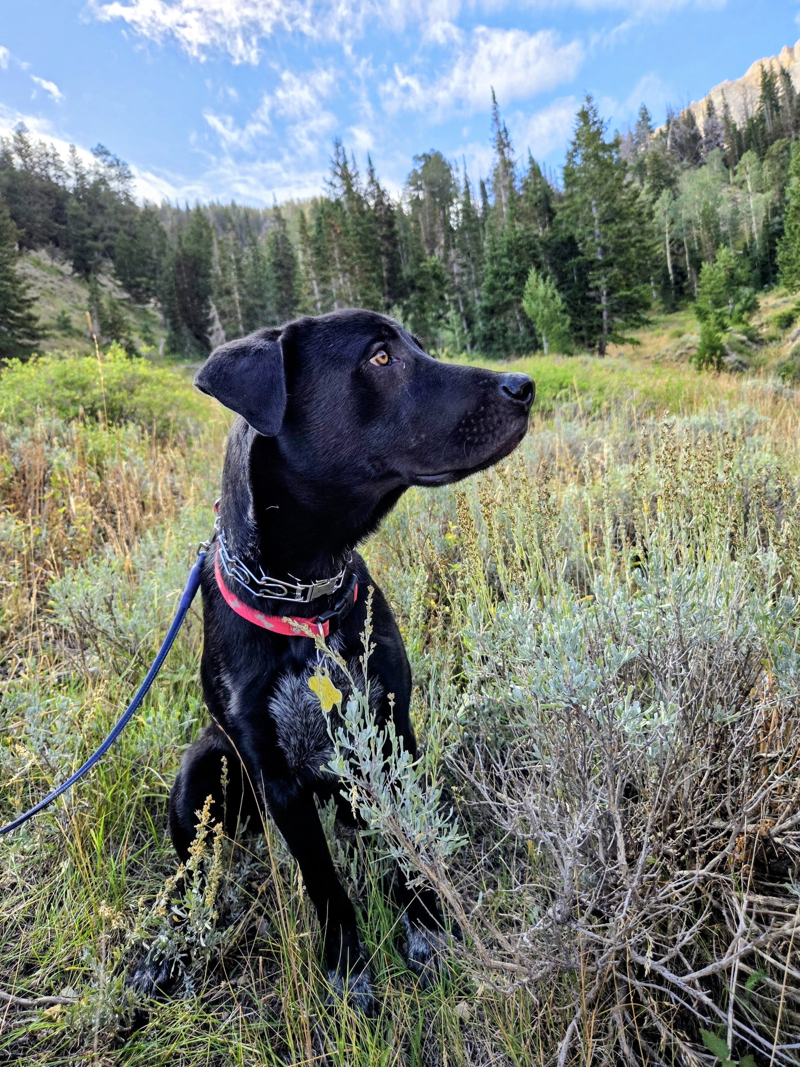 All American Kai, photo 17