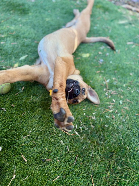Auzzy photo 4