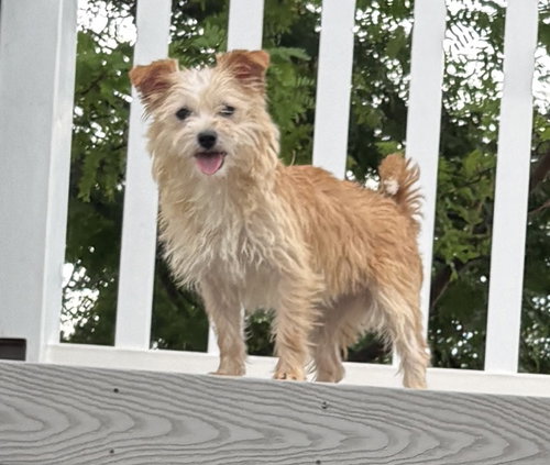 picture of the dog needing adoption