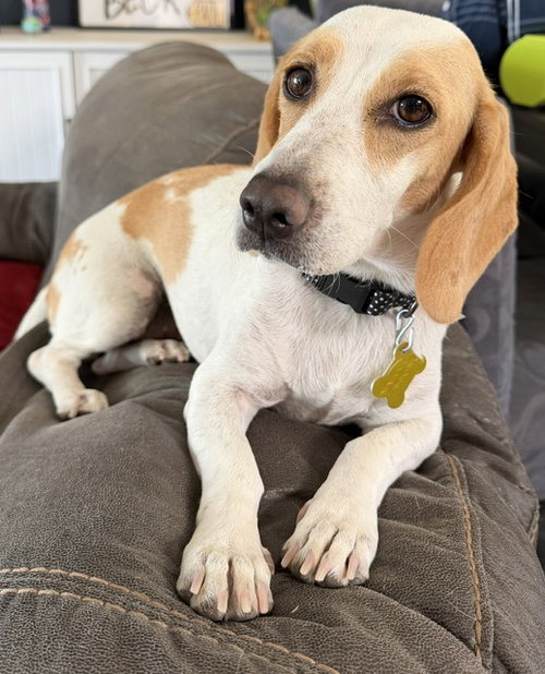Whoops-A-Daisy photo 2
