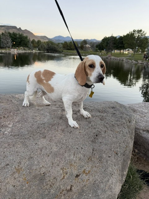 Whoops-A-Daisy photo 3