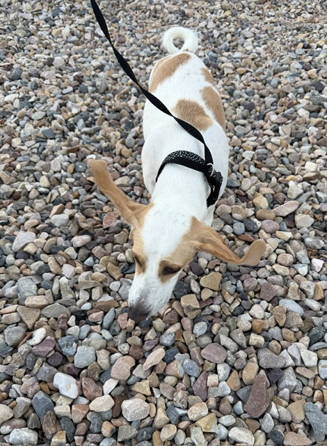 Whoops-A-Daisy photo 4