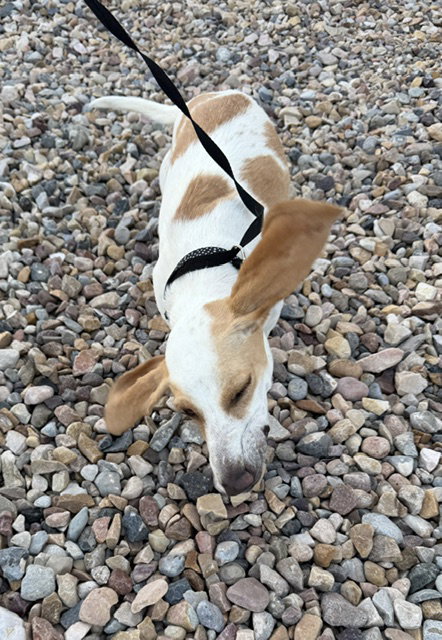 Whoops-A-Daisy photo 5