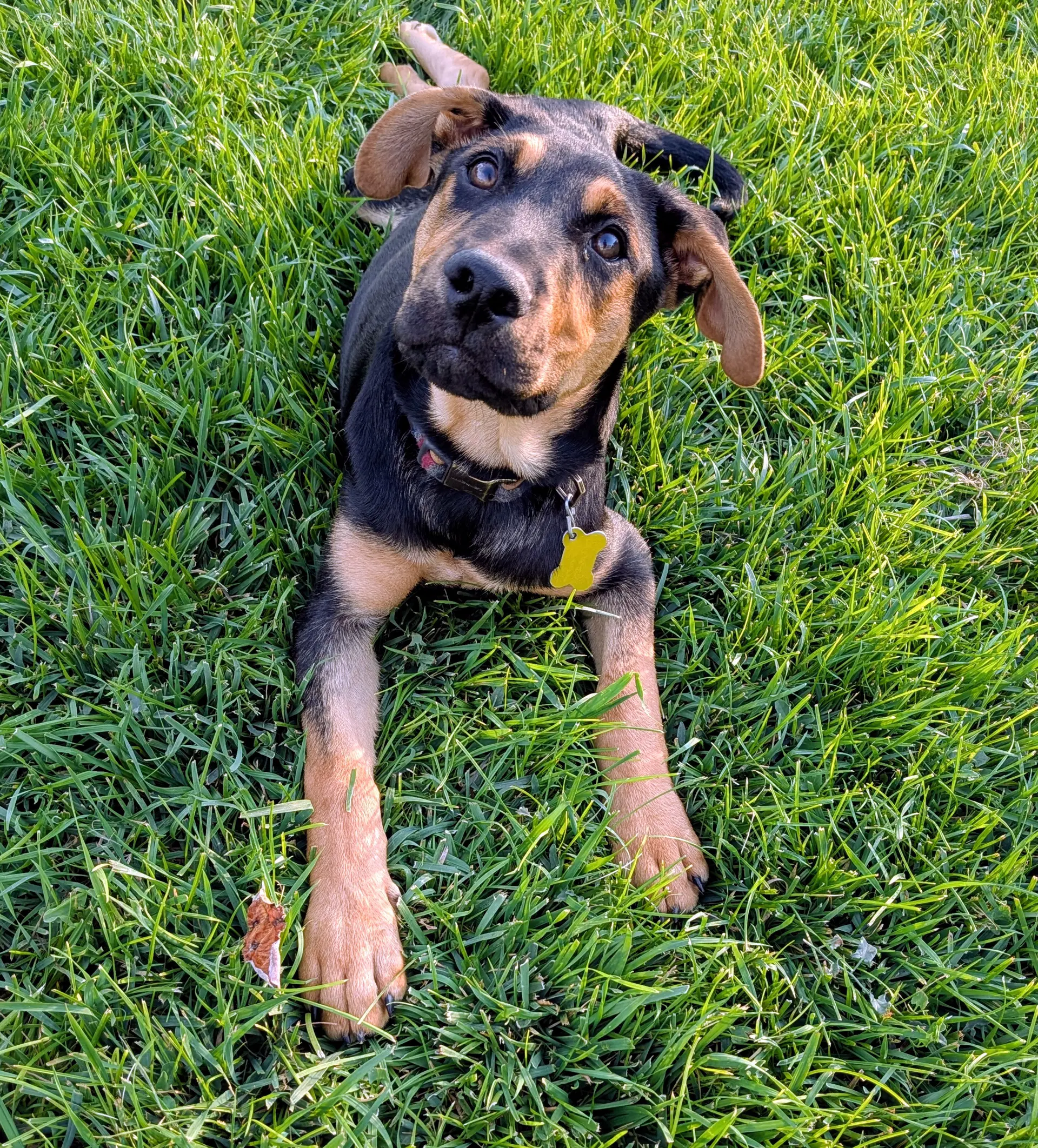 Spock Kirk - German Shepherd