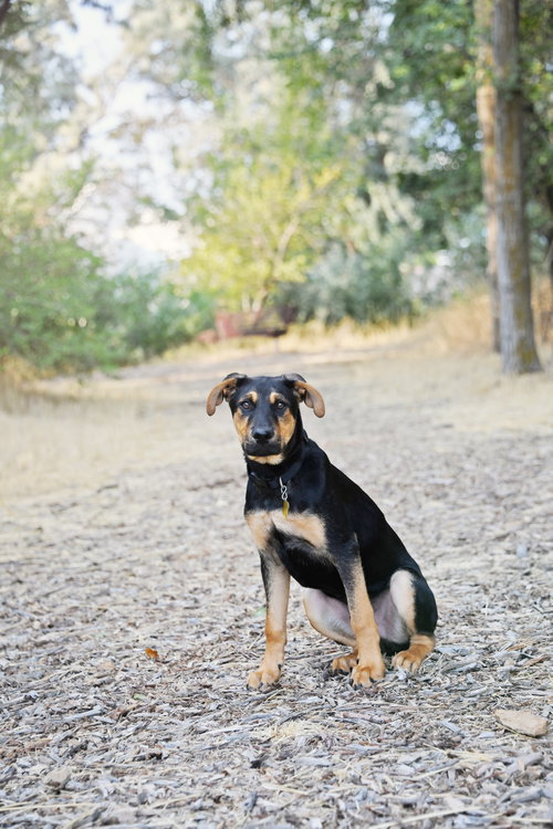 picture of the dog needing adoption