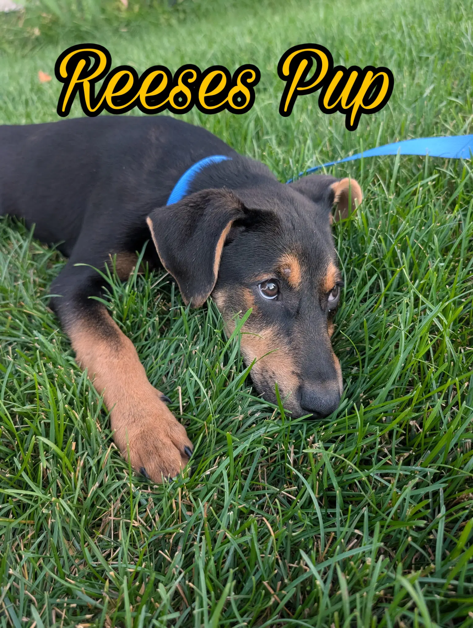 Reeses Pup - German Shepherd