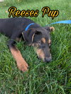 Reeses Pup