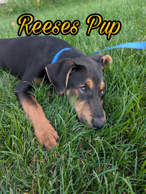 Reeses Pup