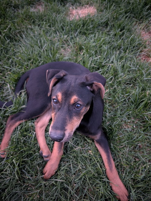 Reeses Pup photo 2