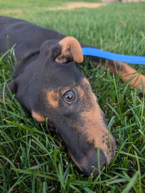 Reeses Pup photo 3