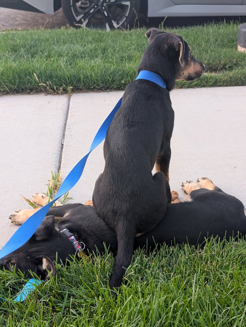 Reeses Pup photo 4