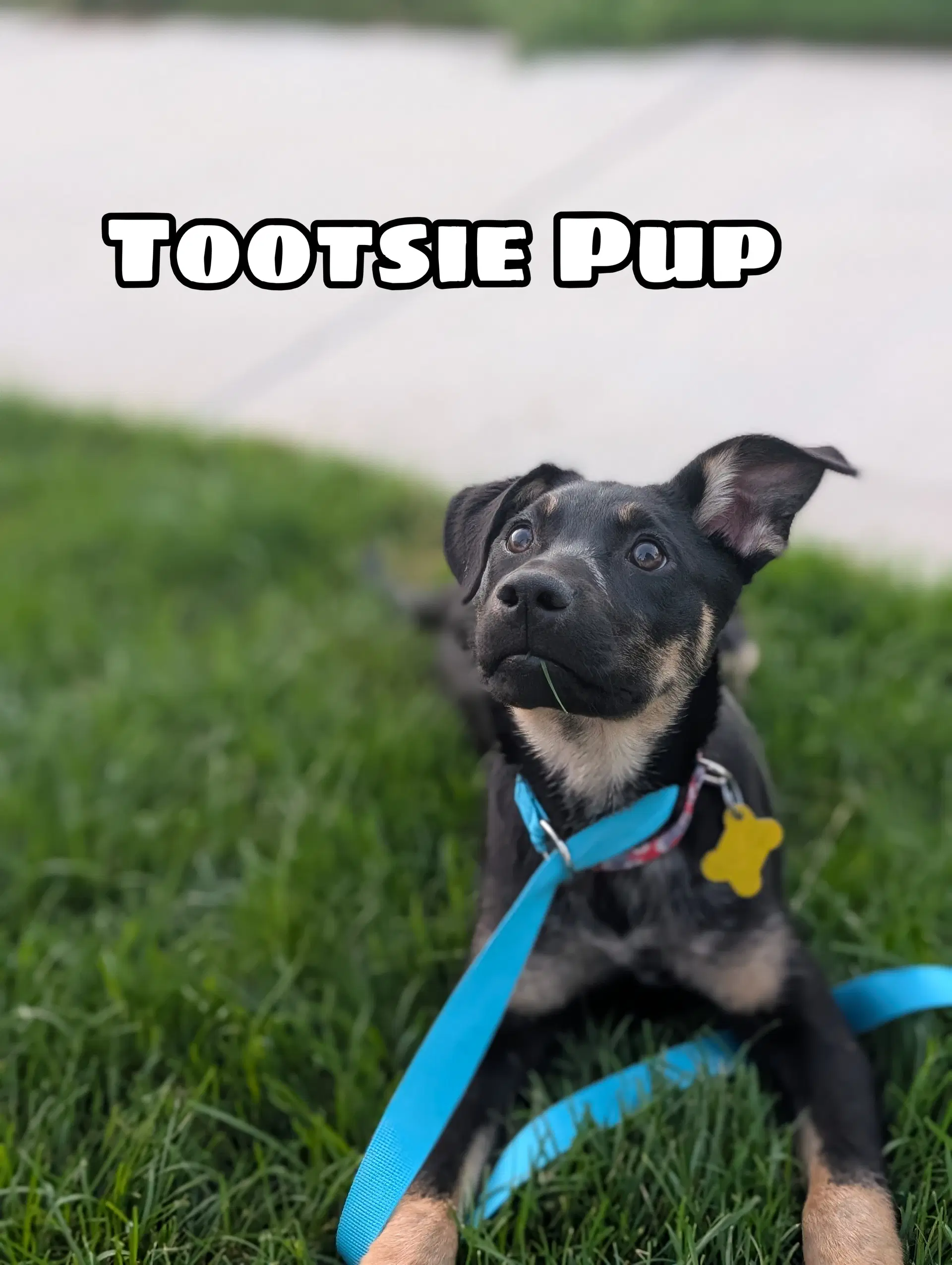 Tootsie Pup - German Shepherd