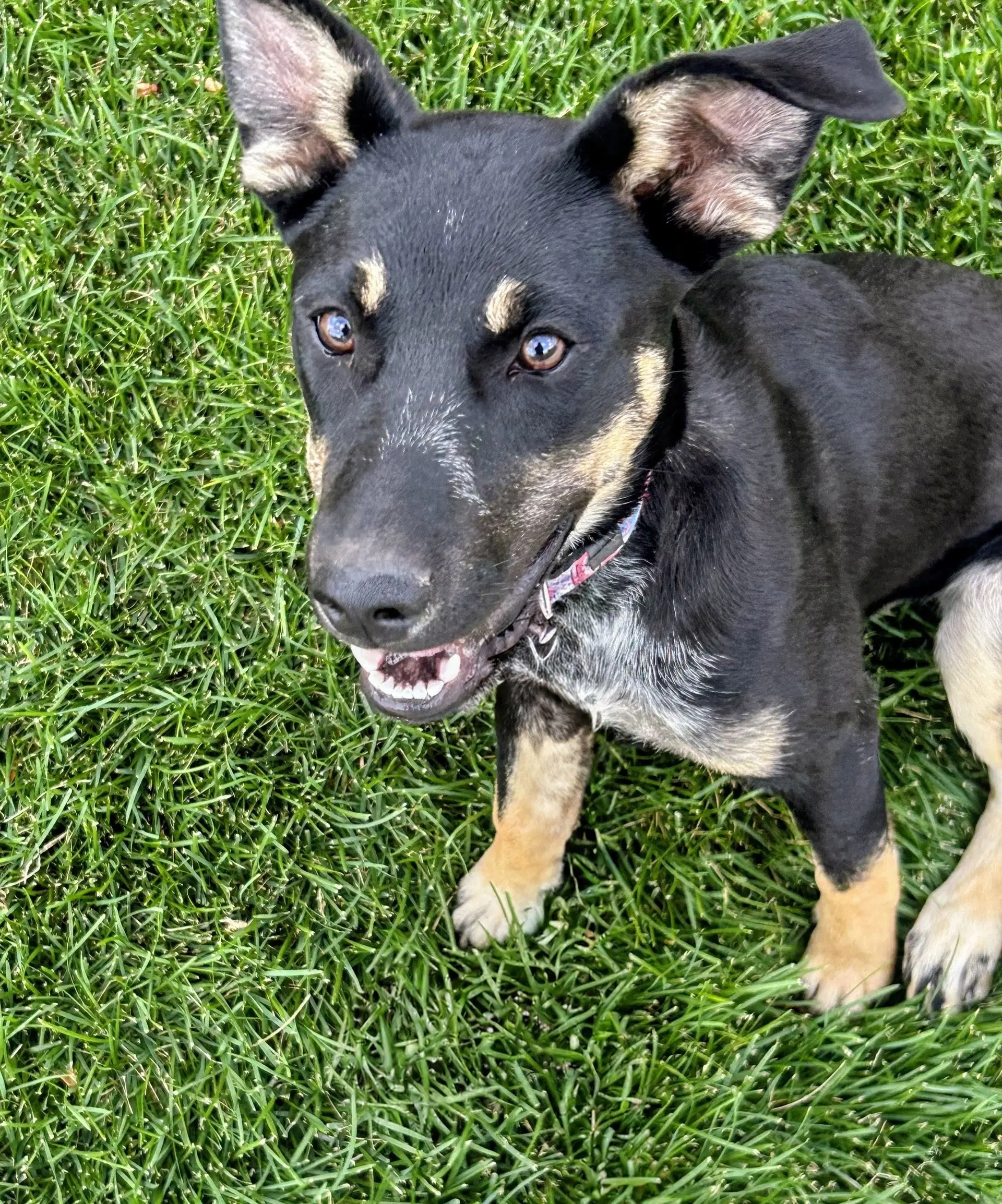 Tootsie Pup image 3
