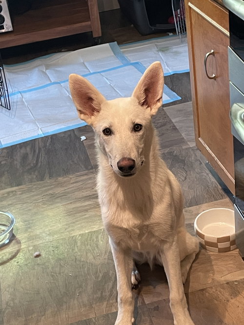 Linus James photo 2